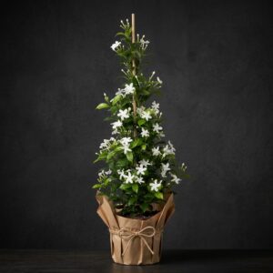 Arap yasemini (jasminum sambac