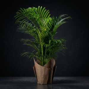 Areca palmiyesi 2 metre (Areca )