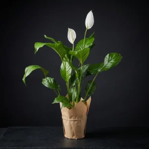 Barış Çiçeği (Spathiphyllum)