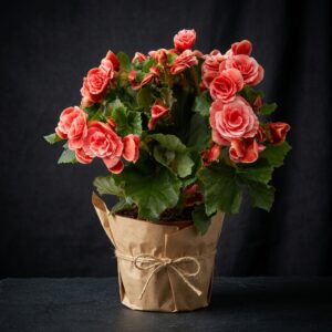 Begonya(begonia)