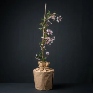 Beyaz Yasemin (jasminum)