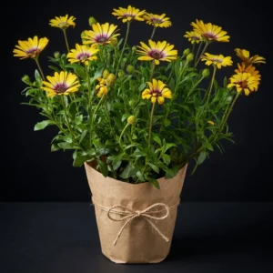 Bodrum Papatyası (Osteospermum)