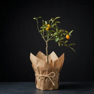 Bodur Kamkat (kumquat) 3-4 yaş