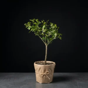 Bodur Mandalina (Citrus Reticulata) 4-6 Yaş