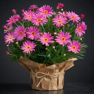 Çeşme papatyası (argyranthemum)