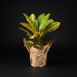 Croton (Kroton)