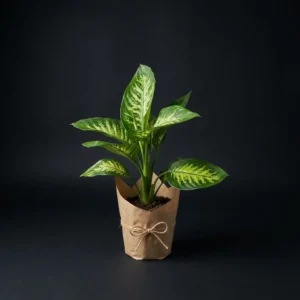 Difenbahya 50-60cm (dieffenbachia)