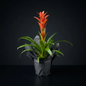 Guzmanya - Guzmania