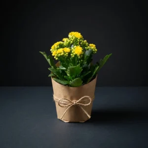Kalanşo (Kalanchoe)