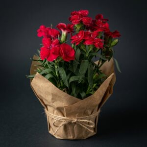 Karanfil(dianthus)