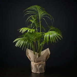 Kentia Palmiyesi