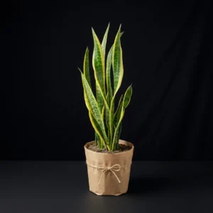 Kılıç Çiçeği 40 cm (Sansevieria)