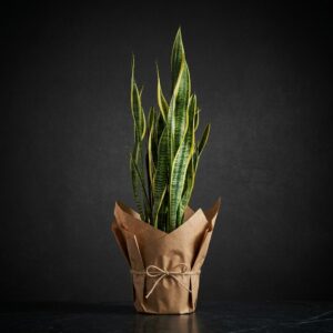 Kılıç çiçeği Büyük 90-100Cm( sansevieria)