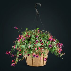 Küpeli çiçeği(fuchsia)