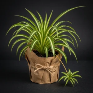 Kurdela çiçeği (chlorophytum)