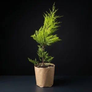 Limon Çamı 60-80cm