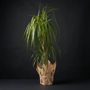 Marginata