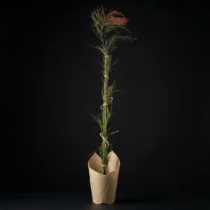 Mercan Çalısı 100cm