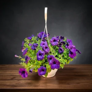 Petunya(Petunia) (2Adet)