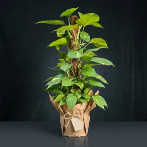 Patos (Pothos) Küçük 80- 90 Cm (Salon Sarmaşığı)