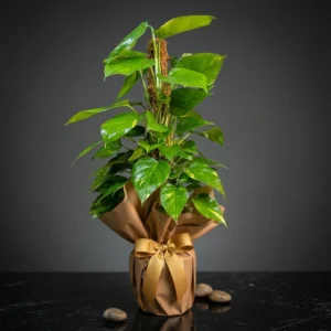 Patos (Pothos) 110 - 130 cm (Salon Sarmaşığı)