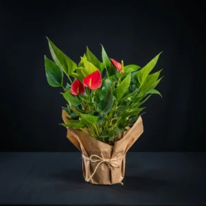Antoryum (anthurium)