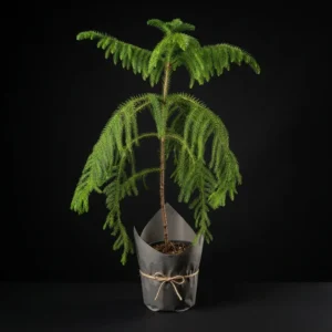 Salon Çamı (Araucaria)