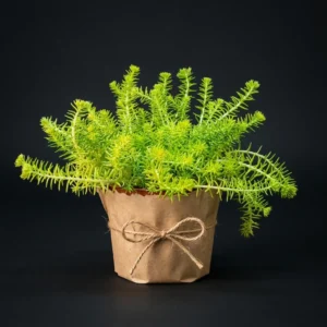 Sedum