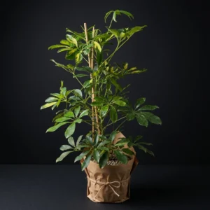 Şeflera(schefflera)