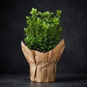 Şimşir(buxus) 100cm