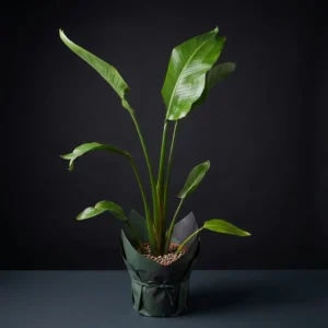 Starliçe Çiçeksiz (Strelitzia)