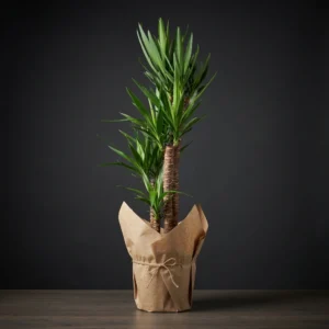Yucca(yuka) 4 Köklü