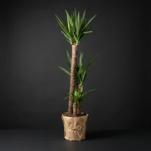 Yucca(yuka) 3 Köklü