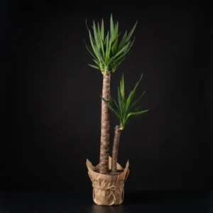 Yucca(yuka) 2 Köklü