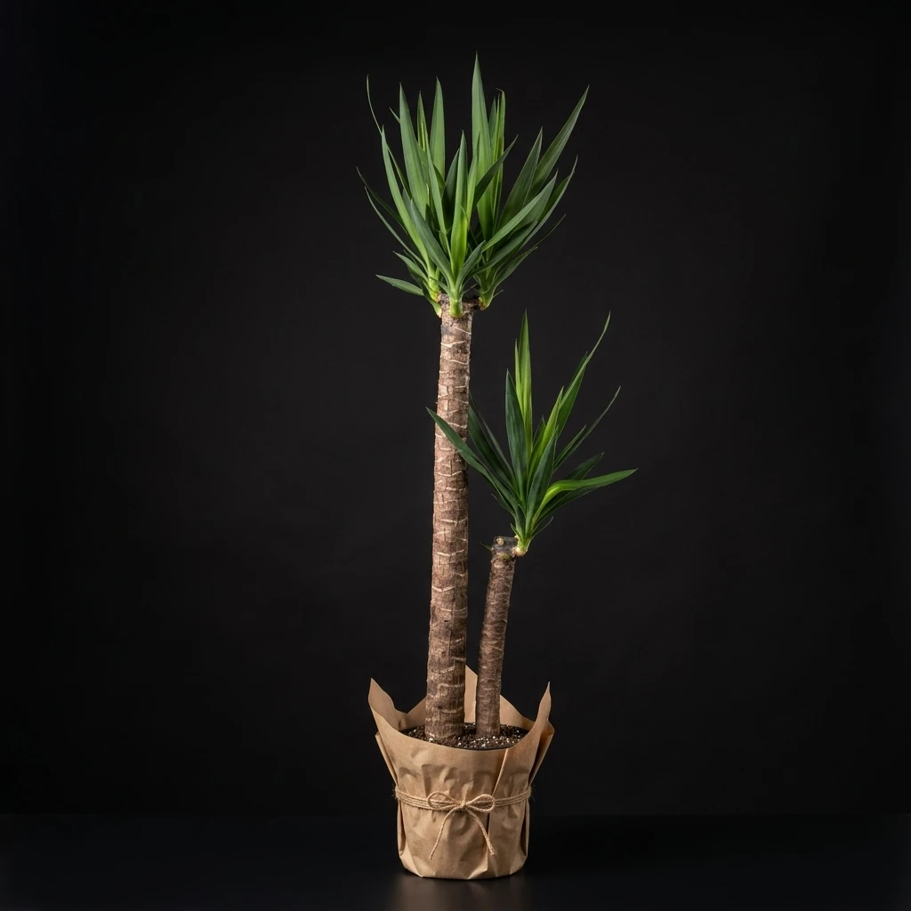 Yucca(yuka) 2 Köklü